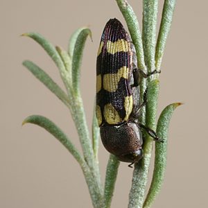 Castiarina chinnocki, on Eremophila scoparia, MU